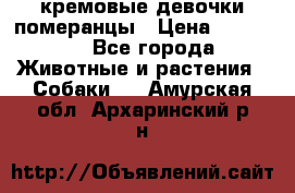 кремовые девочки померанцы › Цена ­ 30 000 - Все города Животные и растения » Собаки   . Амурская обл.,Архаринский р-н